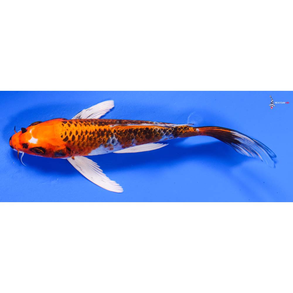 6.5” Imported Kujaku Butterfly Koi