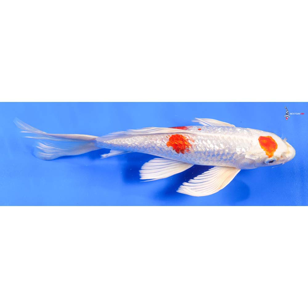 10” Imported Gin Rin Hariwake Butterfly Koi