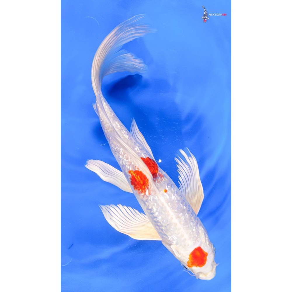 10” Imported Gin Rin Hariwake Butterfly Koi