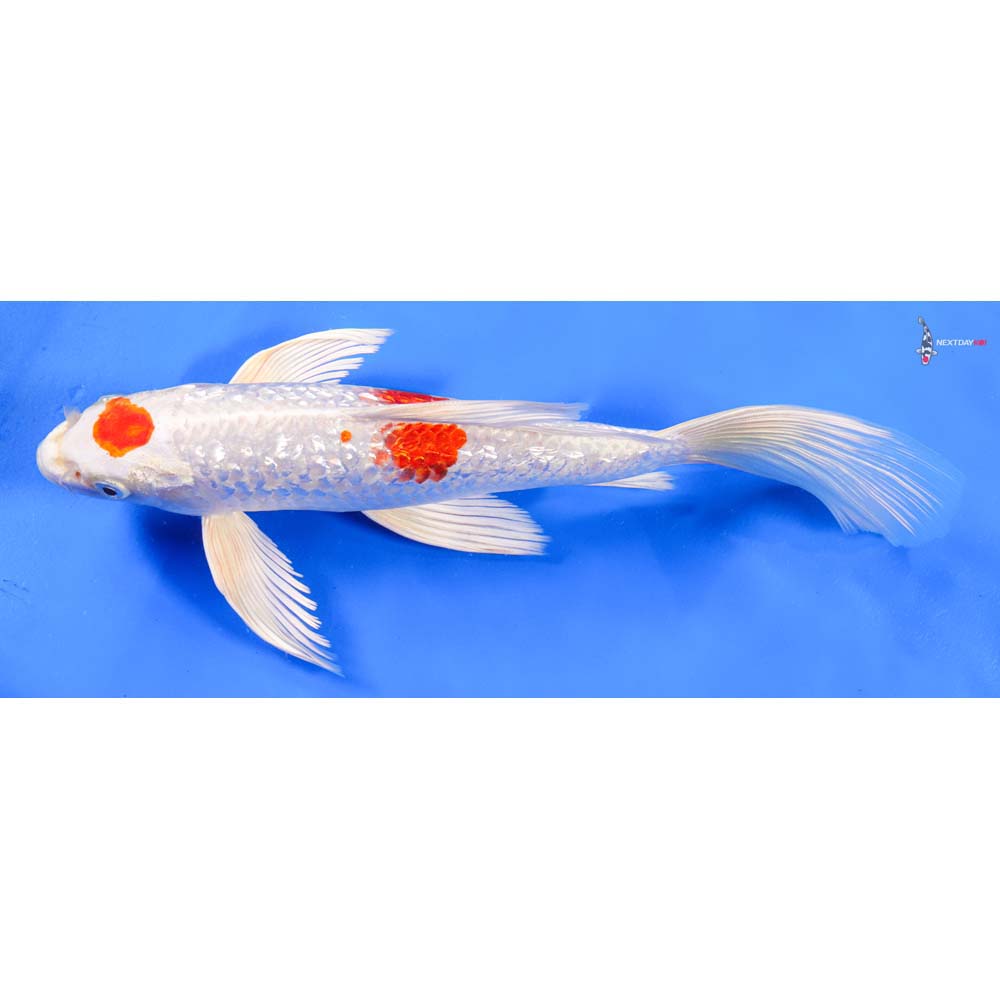10” Imported Gin Rin Hariwake Butterfly Koi