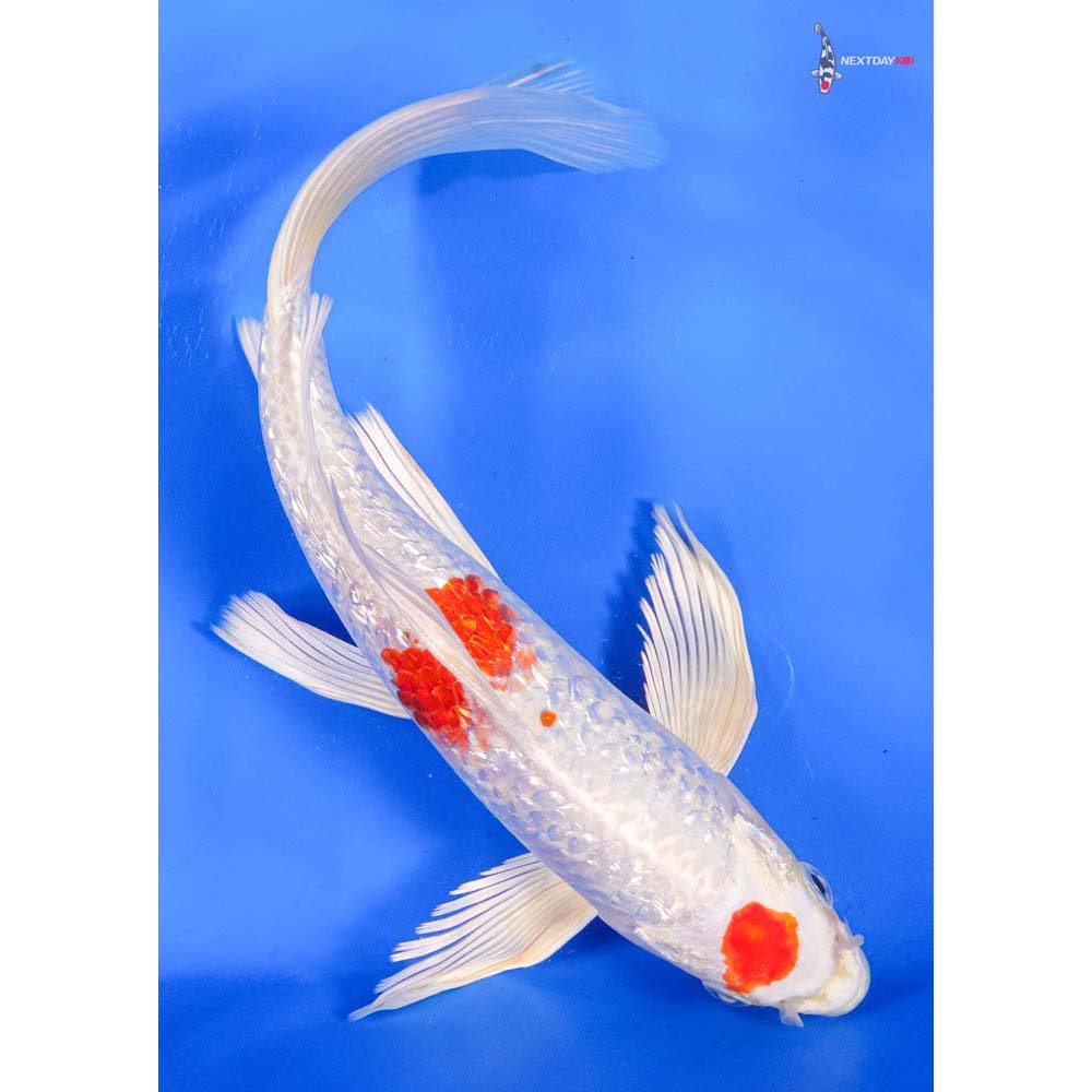 10” Imported Gin Rin Hariwake Butterfly Koi