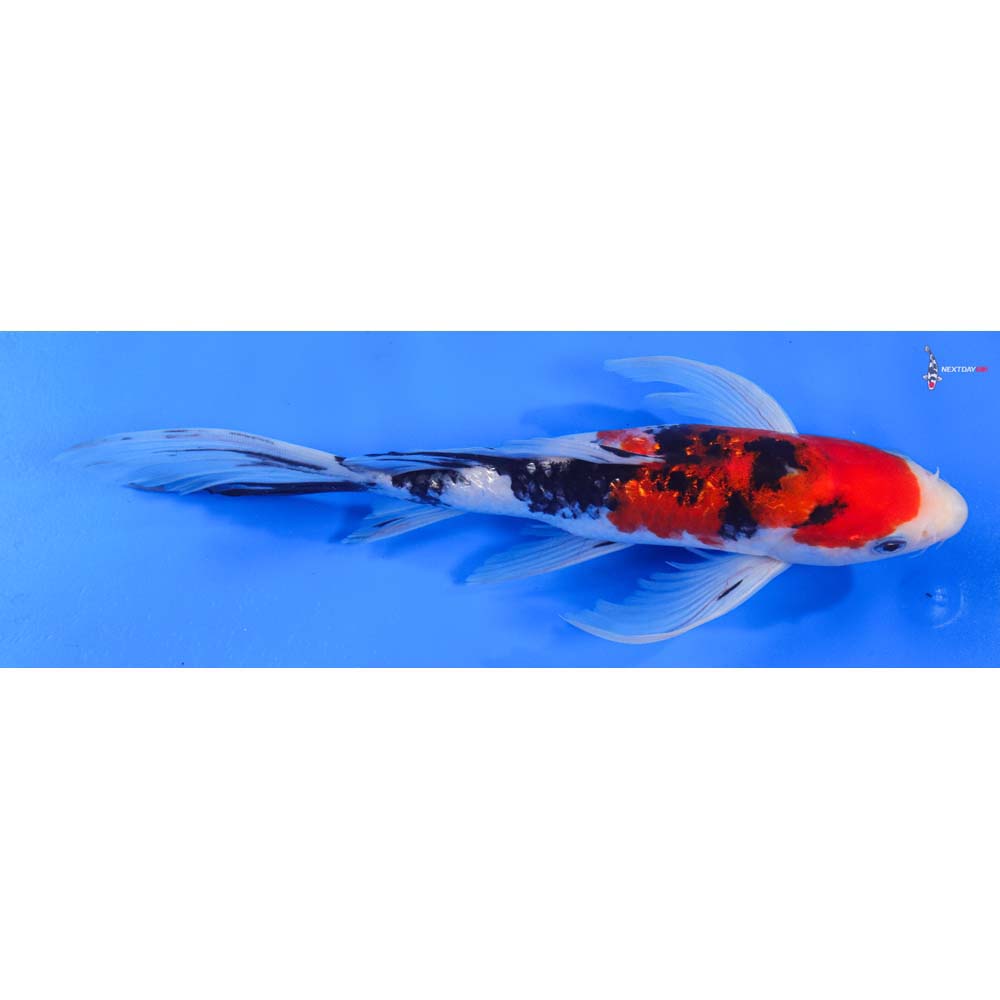9.5” Imported Gin Rin Sanke Butterfly Koi