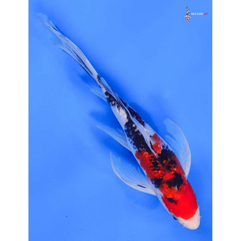 9.5” Imported Gin Rin Sanke Butterfly Koi
