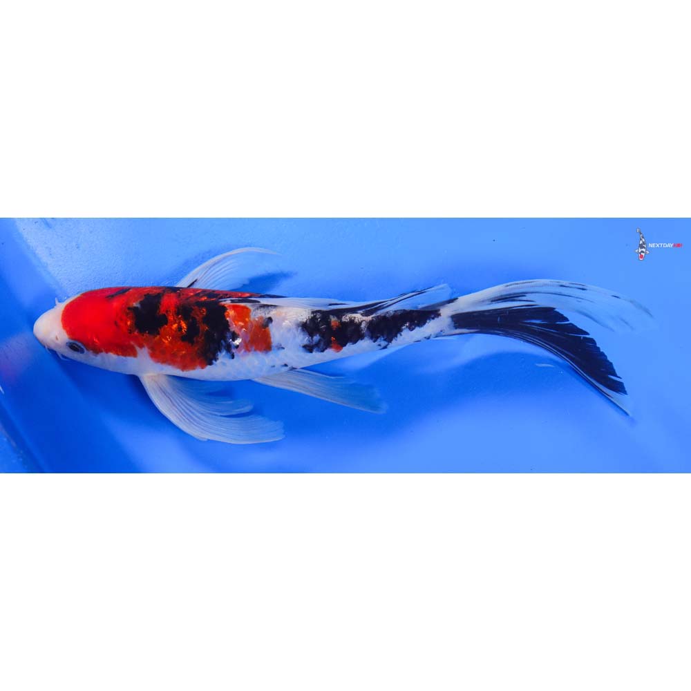 9.5” Imported Gin Rin Sanke Butterfly Koi