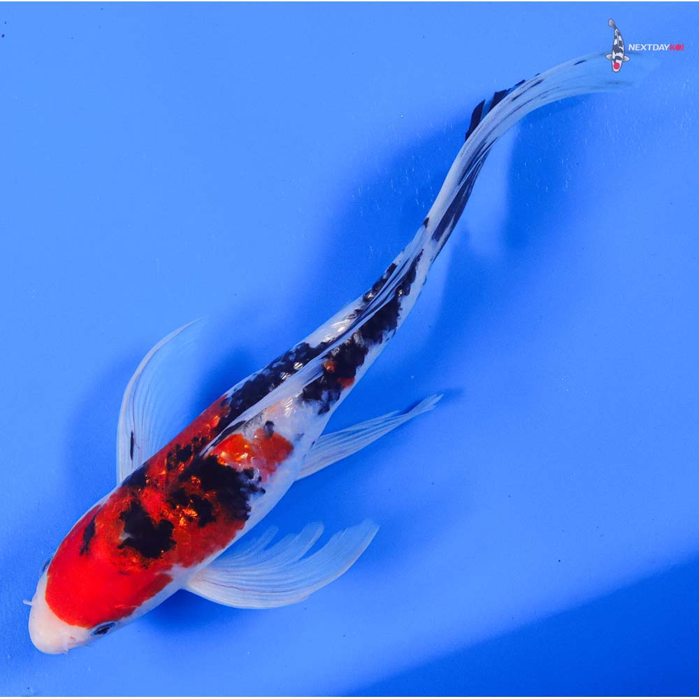 9.5” Imported Gin Rin Sanke Butterfly Koi