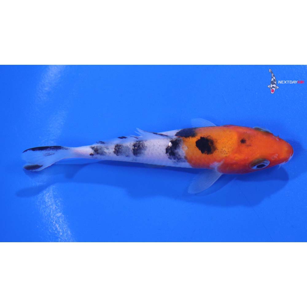 3.5” Imported Sanke