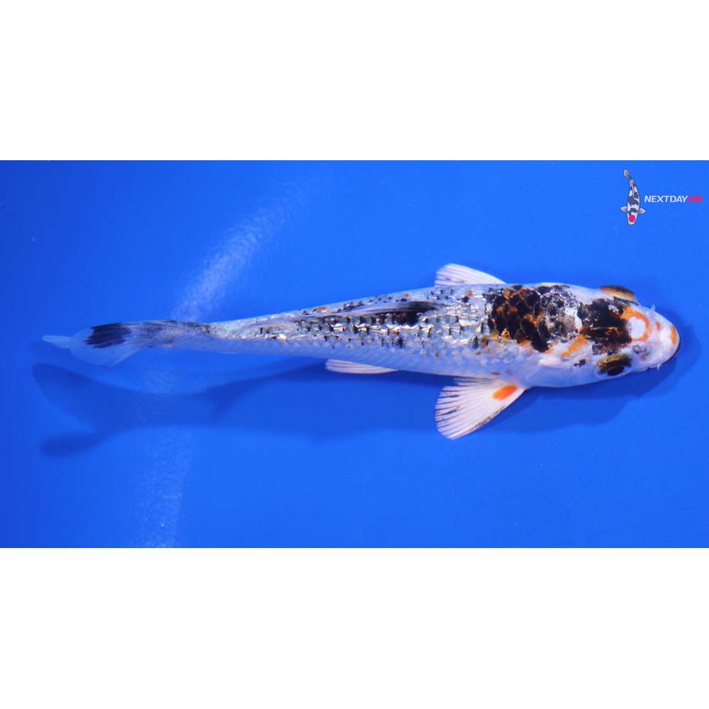 4” Imported Gin Rin Yamato Nishiki