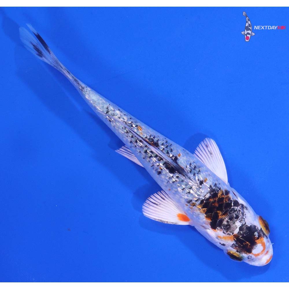 4” Imported Gin Rin Yamato Nishiki