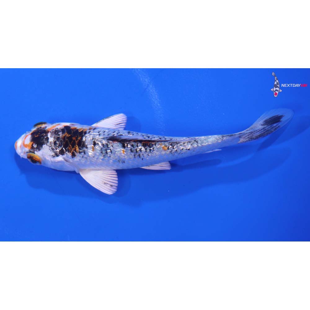 4” Imported Gin Rin Yamato Nishiki