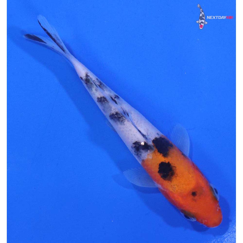 3.5” Imported Sanke