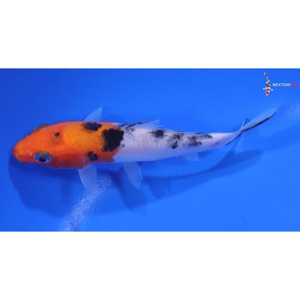 3.5” Imported Sanke