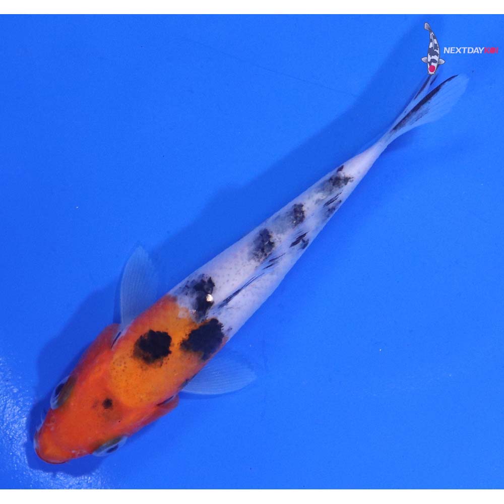 3.5” Imported Sanke