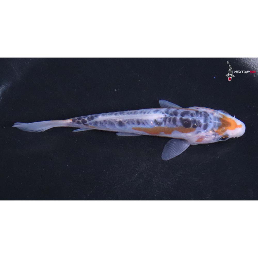 4.5” Imported Shusui