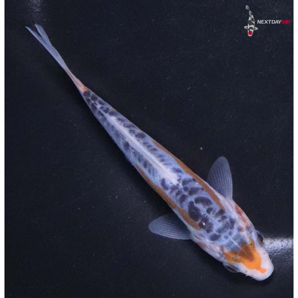 4.5” Imported Shusui