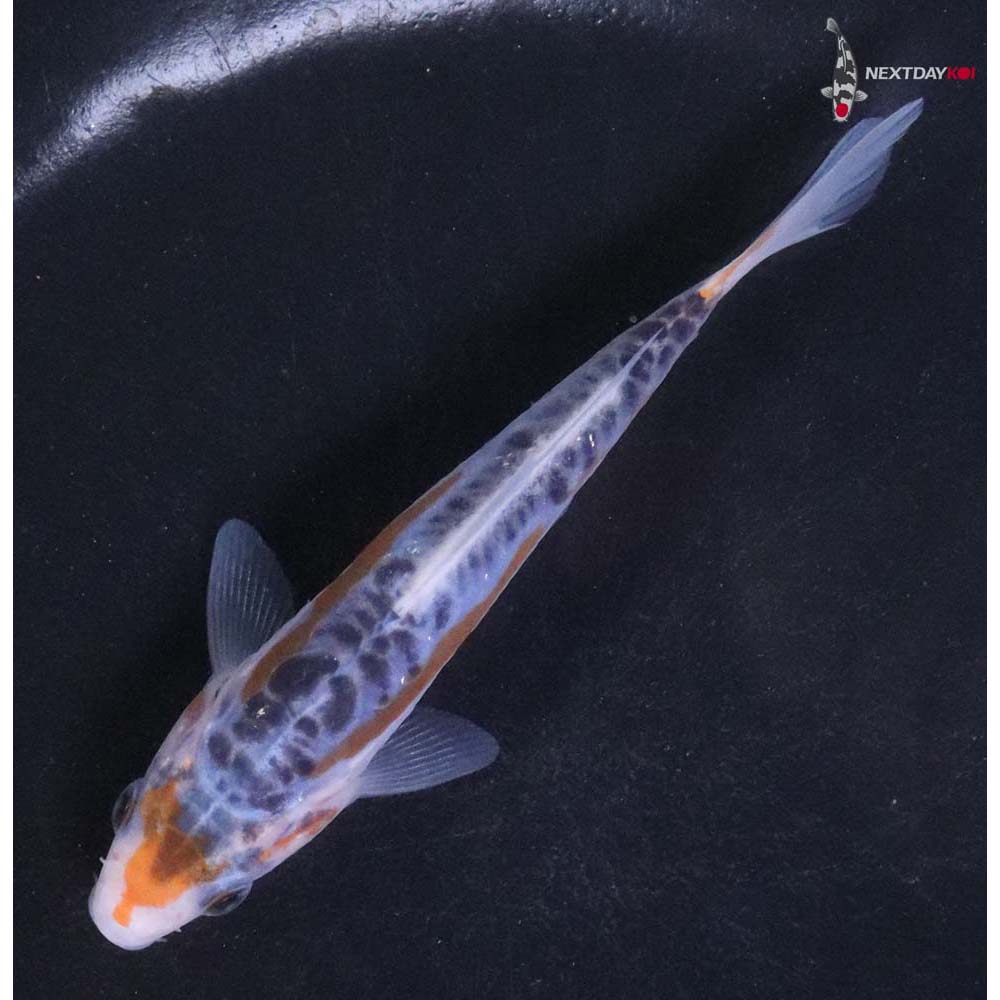 4.5” Imported Shusui