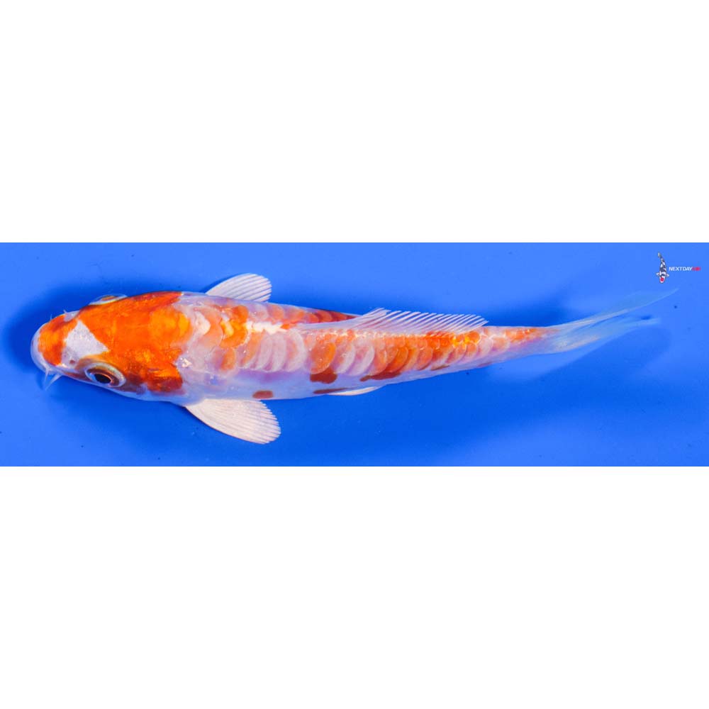 5” Imported Kikusui