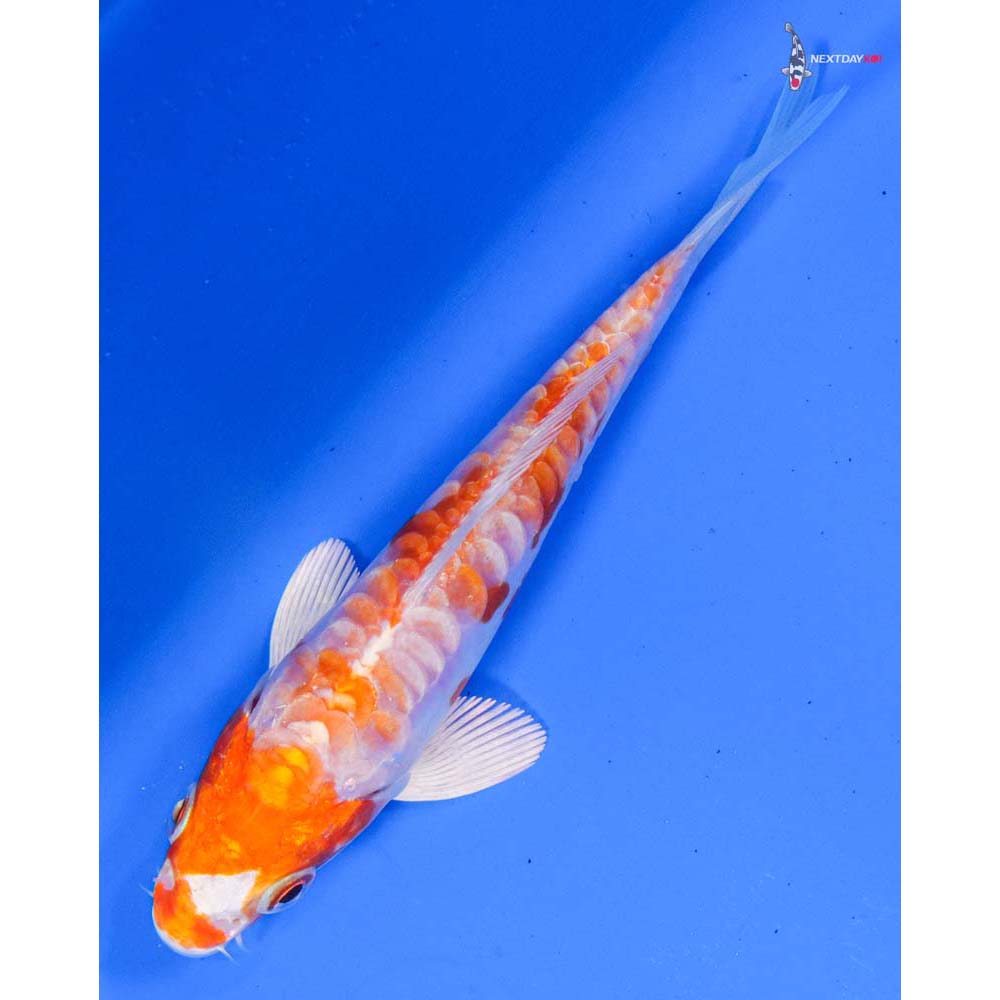 5” Imported Kikusui