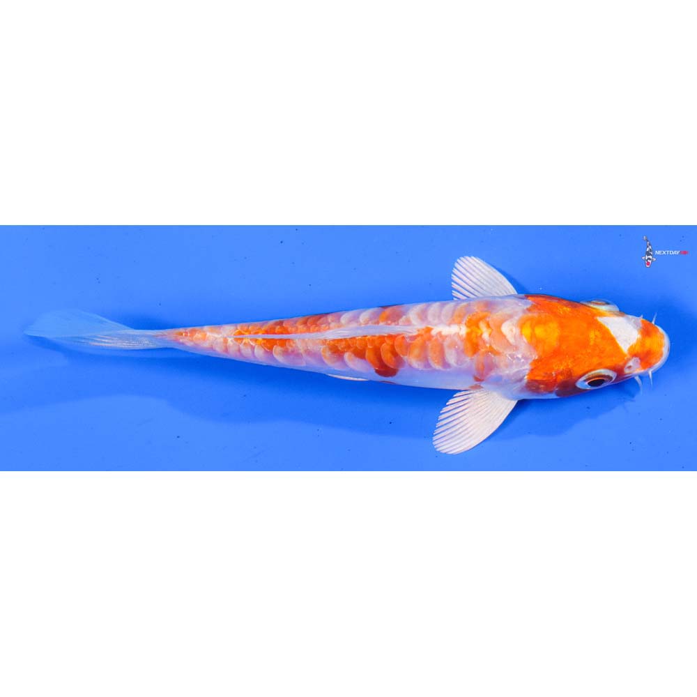 5” Imported Kikusui