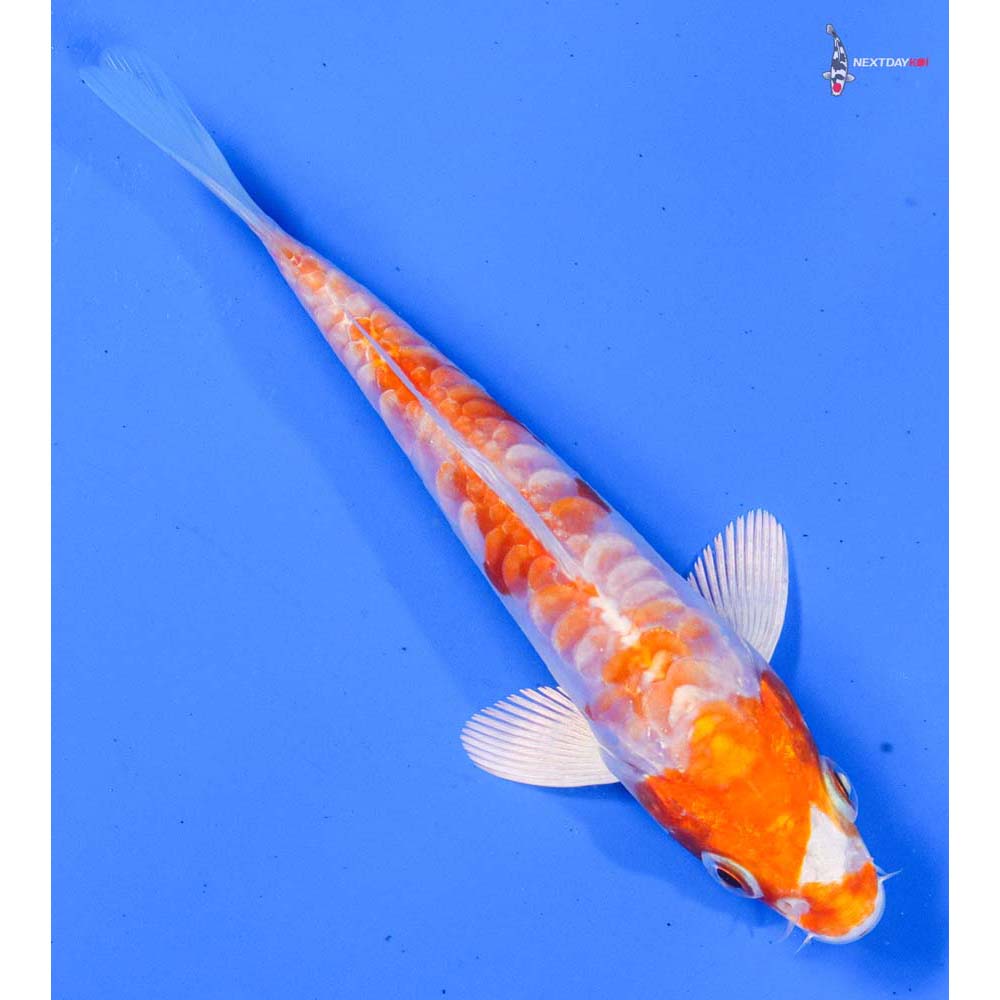 5” Imported Kikusui