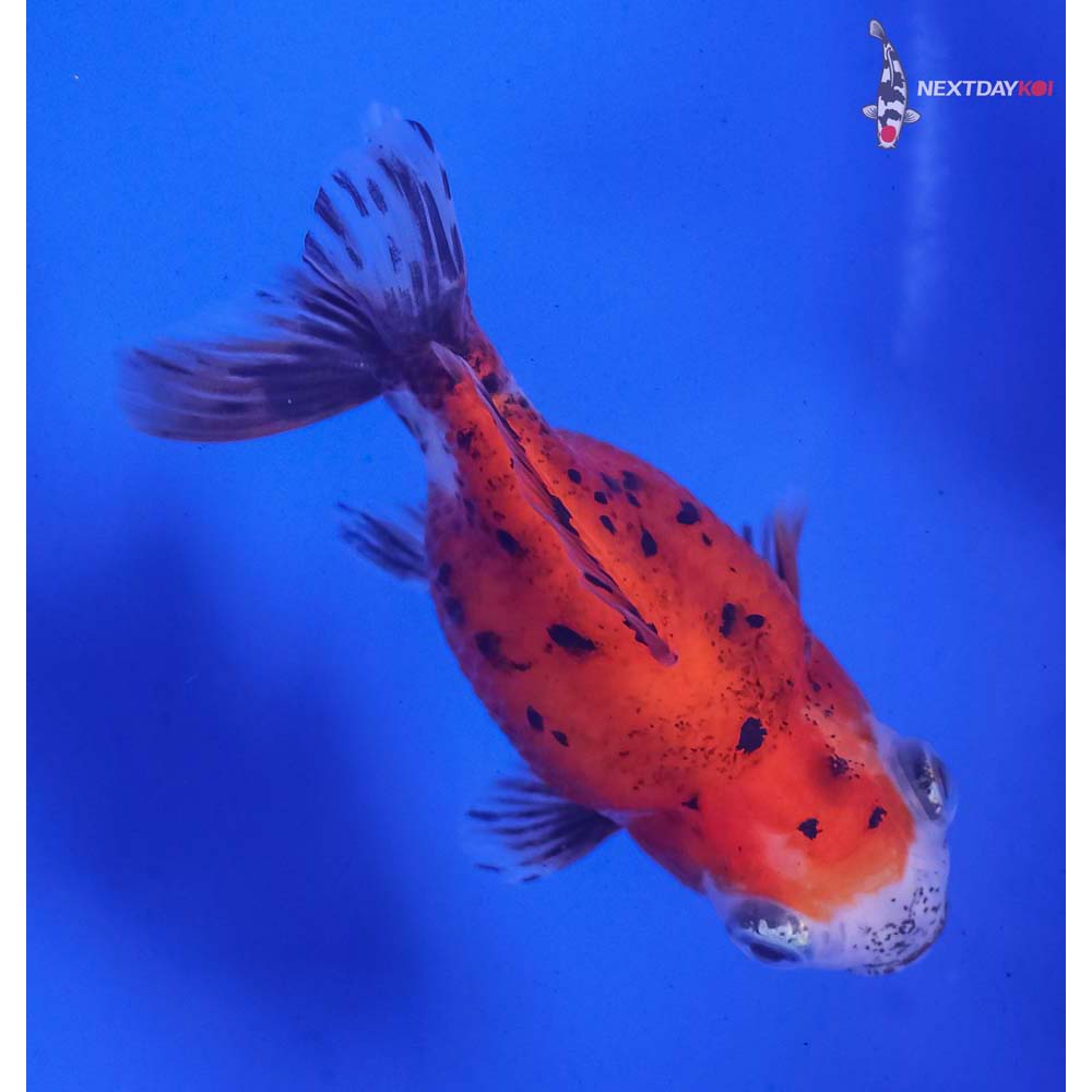 3” Imported Calico Oranda