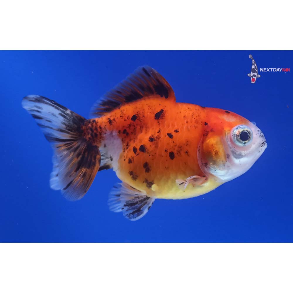 3” Imported Calico Oranda