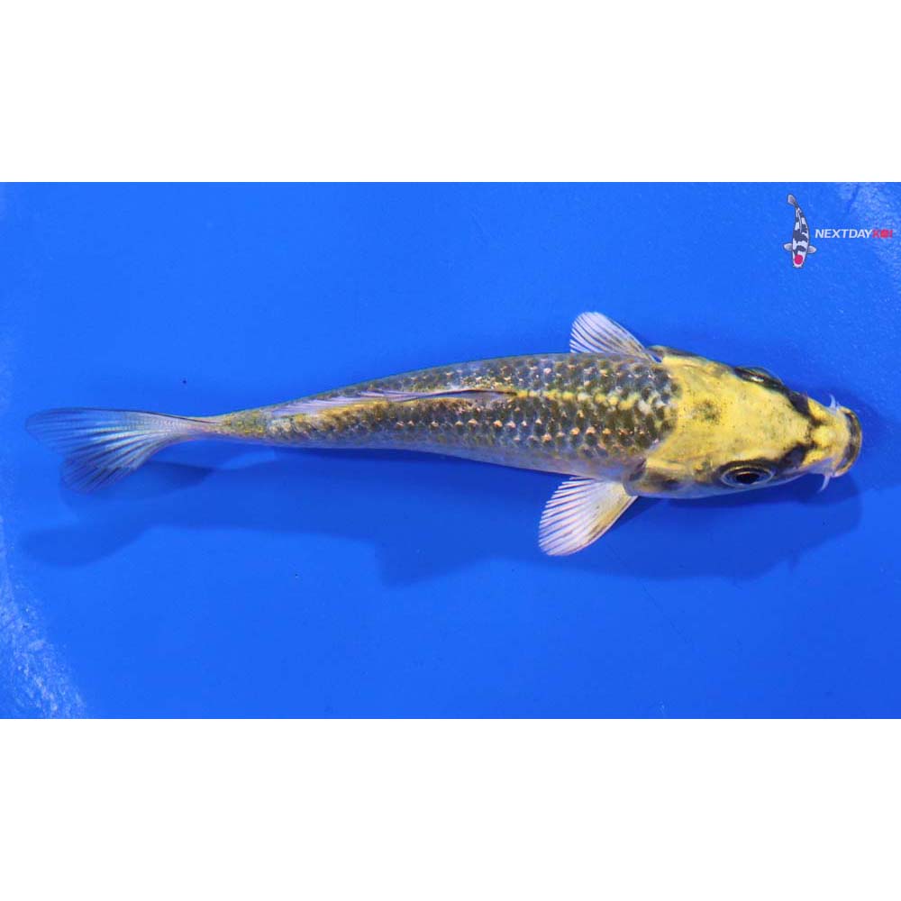 3.5” Imported Kujaku