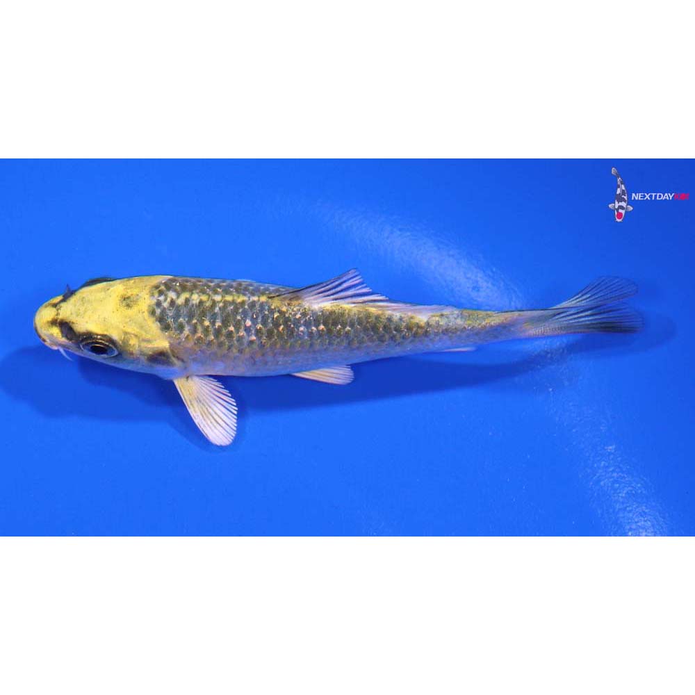 3.5” Imported Kujaku