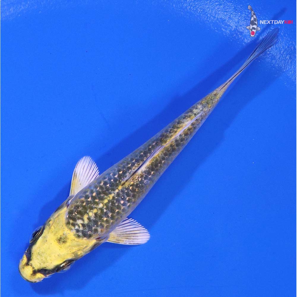 3.5” Imported Kujaku