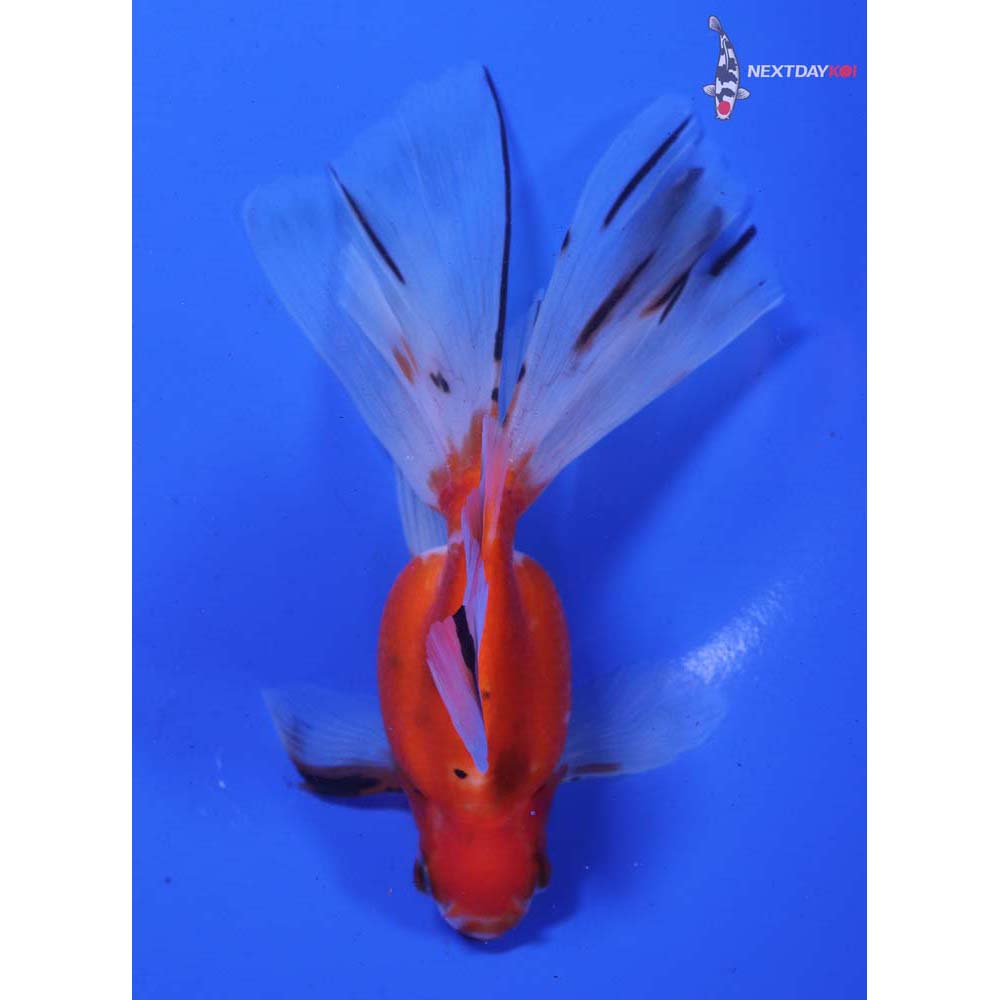 5” Imported Calico Ryukin