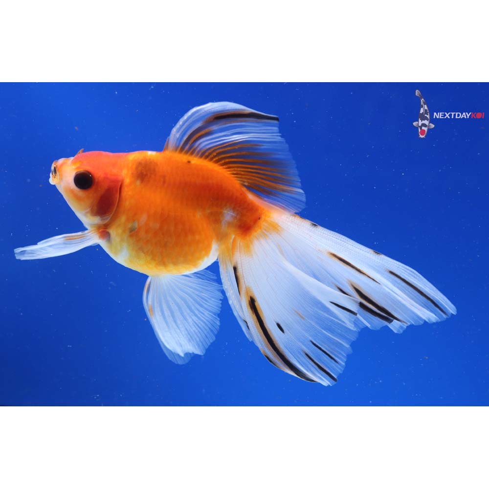 5” Imported Calico Ryukin