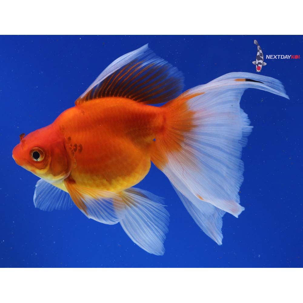 5.5” Imported Red Ryukin