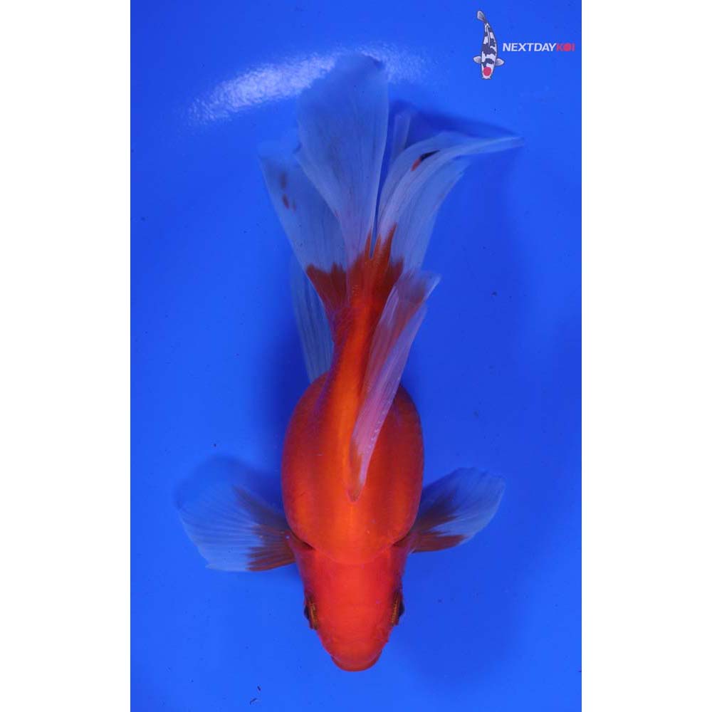 5.5” Imported Red Ryukin