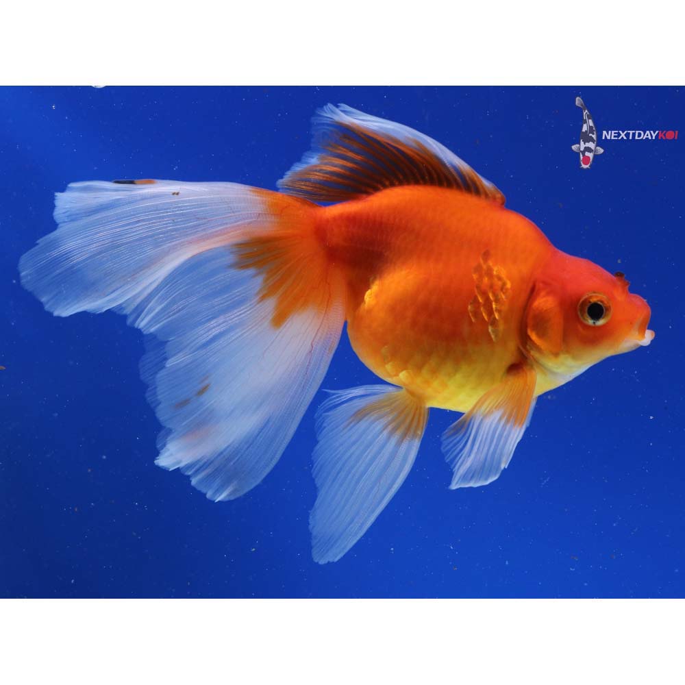 5.5” Imported Red Ryukin