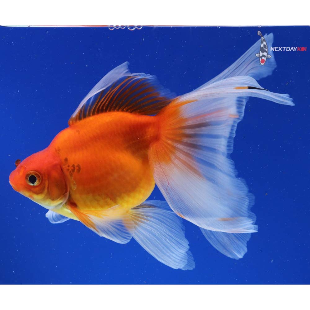 5.5” Imported Red Ryukin