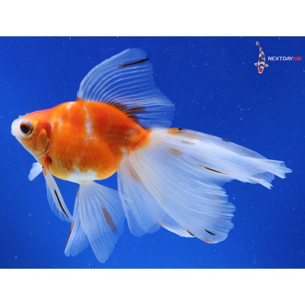 5.5” Imported Calico Ryukin