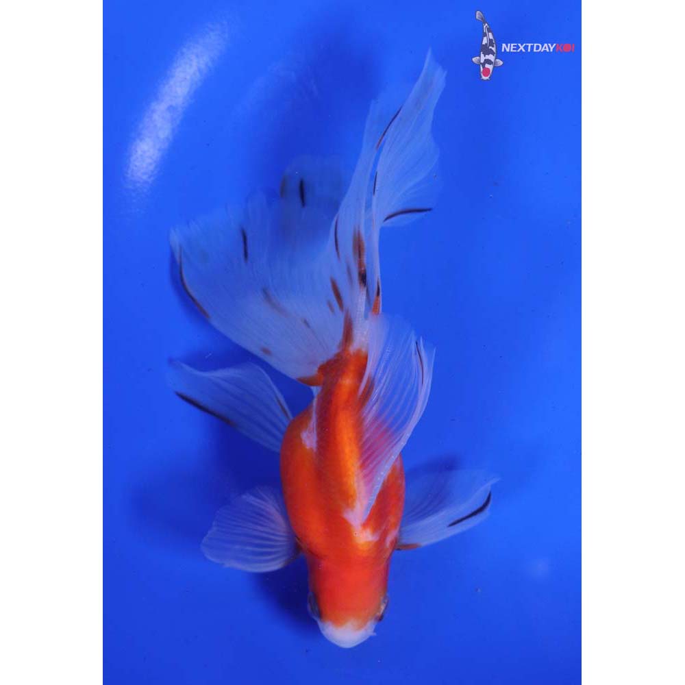 5.5” Imported Calico Ryukin