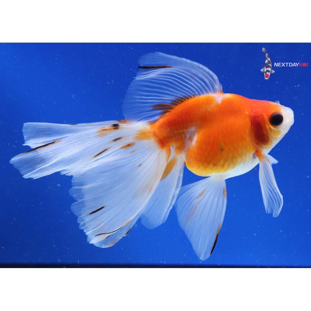 5.5” Imported Calico Ryukin