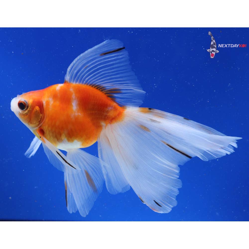 5.5” Imported Calico Ryukin