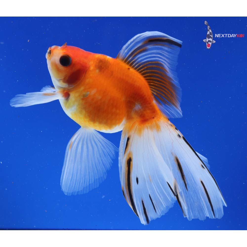 5” Imported Calico Ryukin