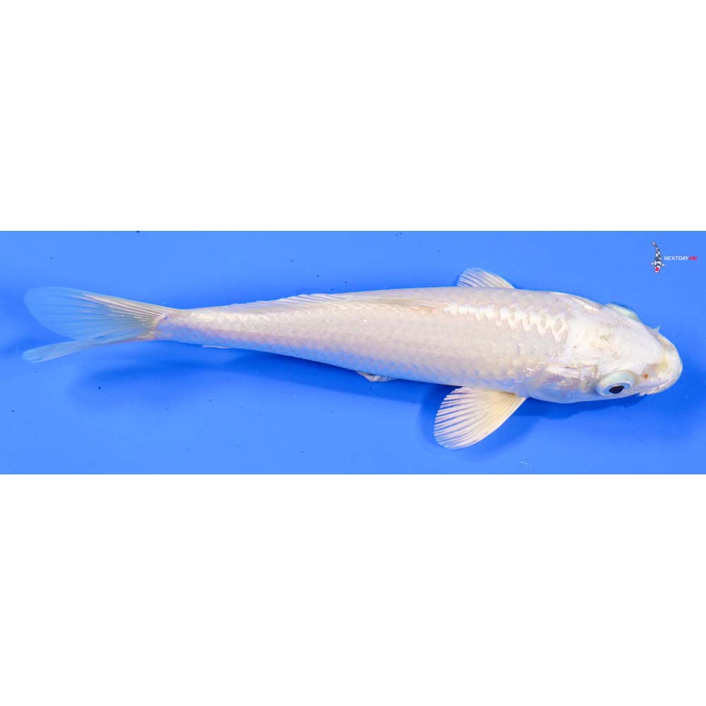 6” Imported Platinum Ogon