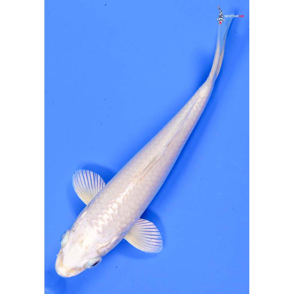 6” Imported Platinum Ogon