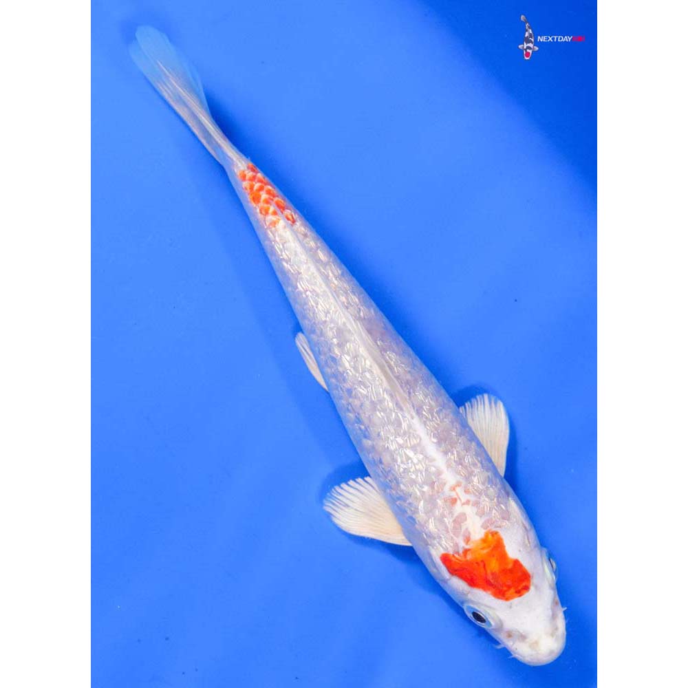 6” Imported Gin Rin Hariwake