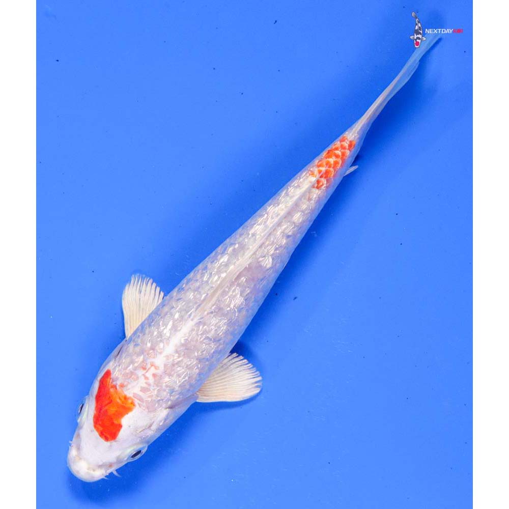 6” Imported Gin Rin Hariwake