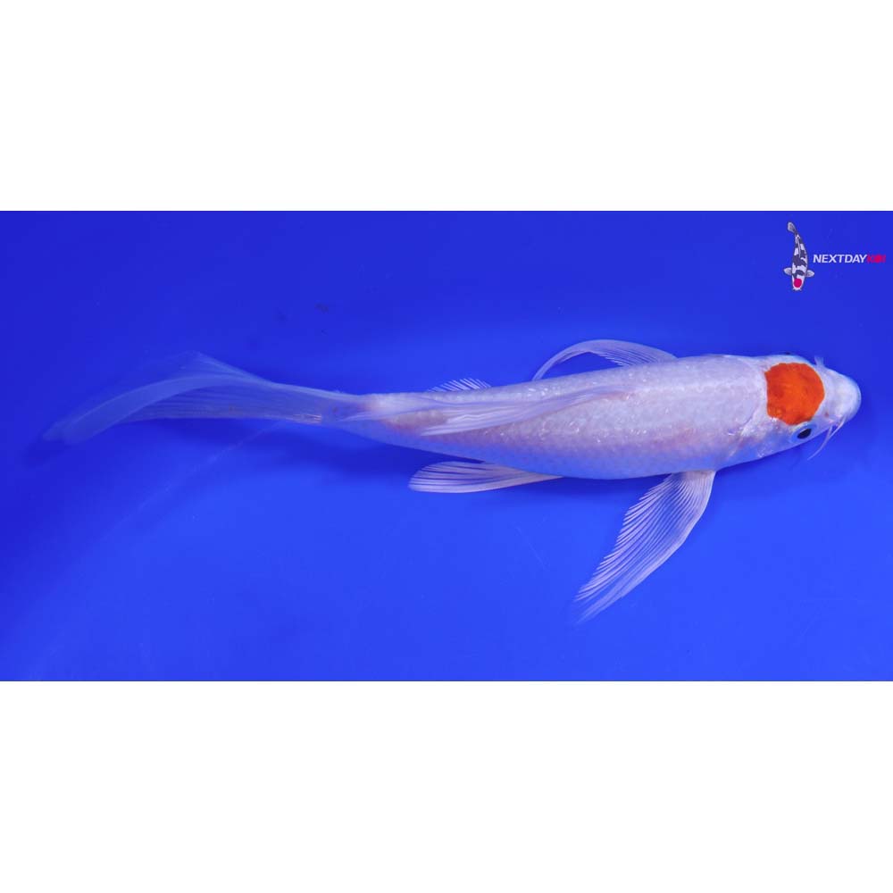 6.5” Imported Tancho Hariwake Butterfly Koi