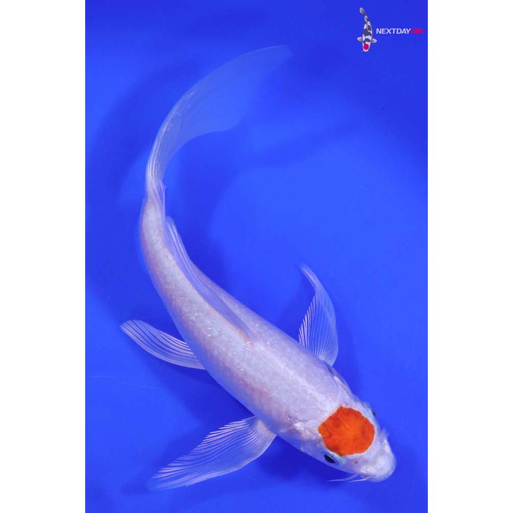 6.5” Imported Tancho Hariwake Butterfly Koi