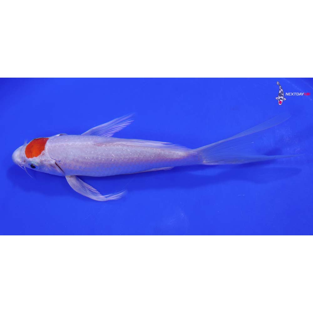 6.5” Imported Tancho Hariwake Butterfly Koi