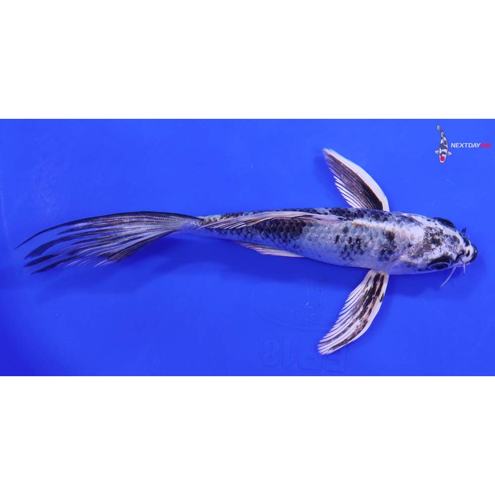 6.5” Imported Gin Shiro Utsuri Butterfly Koi