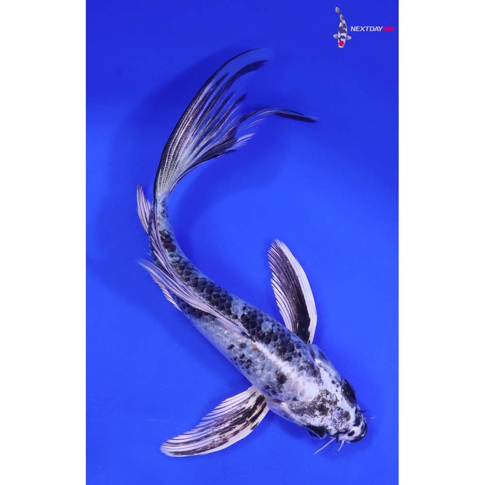 6.5” Imported Gin Shiro Utsuri Butterfly Koi