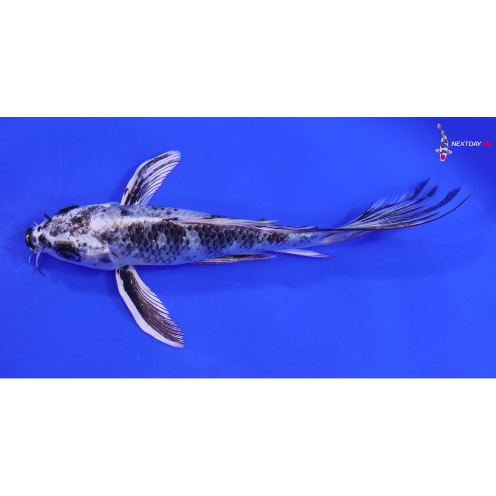 6.5” Imported Gin Shiro Utsuri Butterfly Koi
