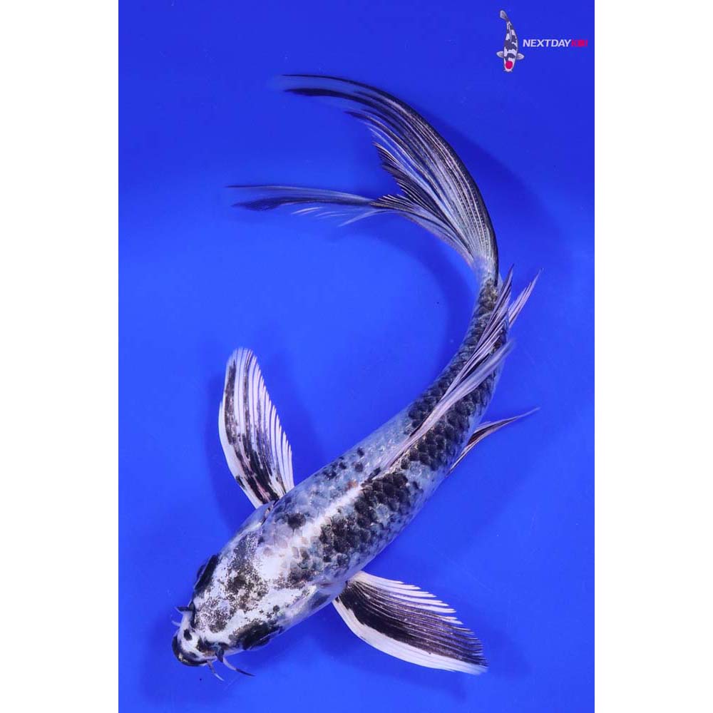 6.5” Imported Gin Shiro Utsuri Butterfly Koi